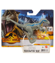Load image into Gallery viewer, Jurassic World Dominion Velociraptor ‘Blue’ action figure with movable joints in packaging.